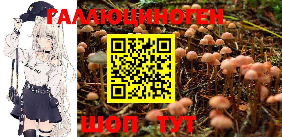 Галлюциногенные грибы Psilocybe Коряжма